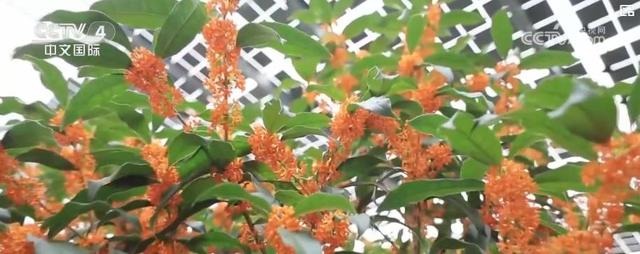 文旅市场繁荣 消费火热 特色活动点亮假日生活
