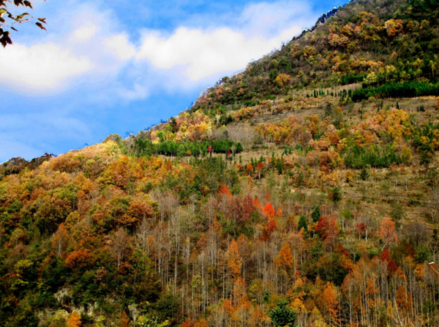 青睐绵阳 ‖ 层林尽染，枫顺邀你共赴红叶之约