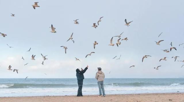 治愈天花板！来蓬莱赴一场冬日“鸥遇”