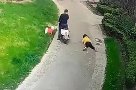 女子遛狗时被电动车带倒受伤，因牵狗绳偏长被判自担责三成图片