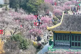 烂漫春光好 周末赏花游图片