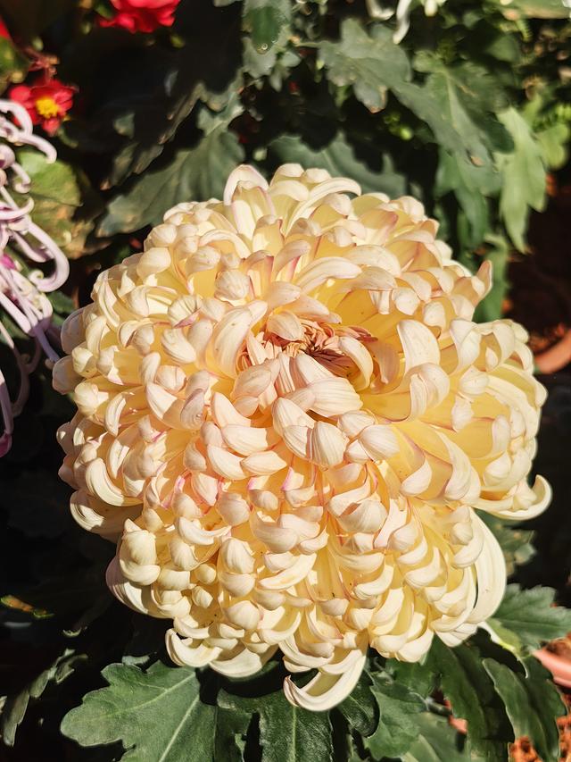 多图直击！第41届深圳东湖公园菊花花会开幕