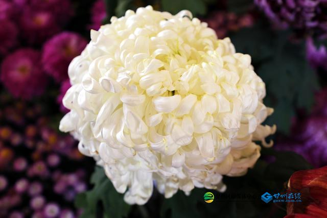 甘州府城：一半是人间烟火，一半是菊韵诗魂