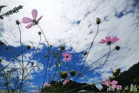 鹤峰：蓝天白云下的格桑花图片