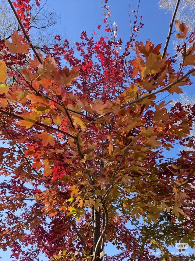 一半秋色在净月潭 另一半在你的镜头里→