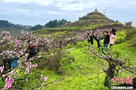 重庆合川太和6千余亩桃花盛开 游客登桃花山踏春赏花图片