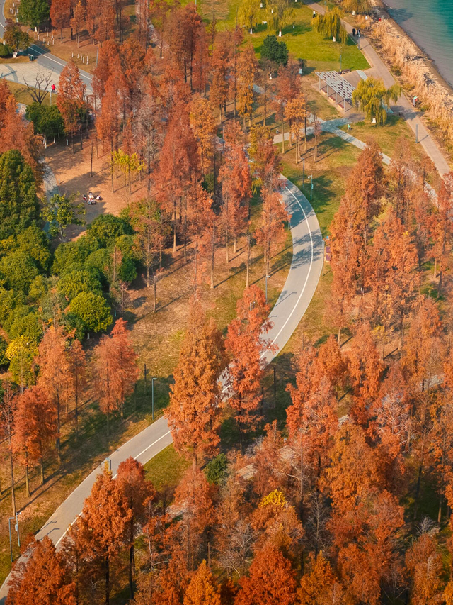 文旅湘江丨绝对不可以，错过长沙版的「秋日芦苇海」