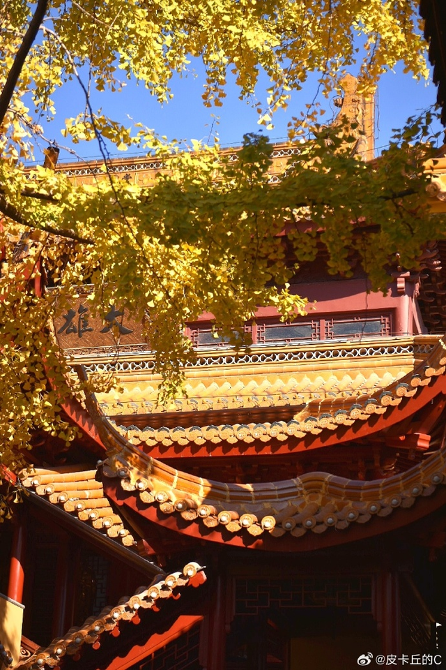 秦淮的银杏，悄悄黄了