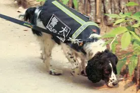 普洱现离奇“杀鹅案”！汪星人入户行凶，警犬阿Q将它缉拿归案图片
