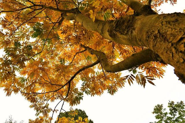 鹤峰八角岩的晚秋：绝壁丹霞染秋色 层林尽染绘诗意