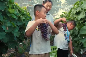 果然视频|初秋果香，济南东郊大葡萄园成孩子们采摘乐园图片