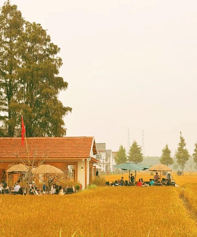 稻浪+咖啡的限时CP，这份美景错过等一年