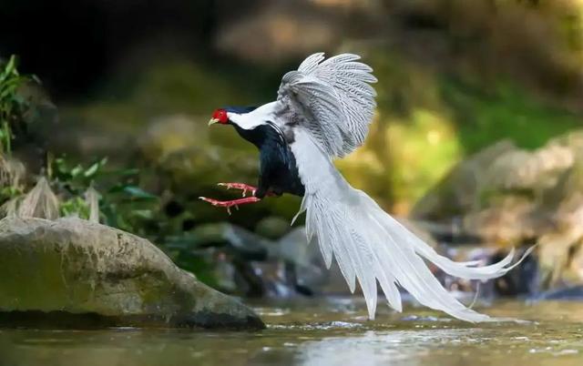 一湖清水、四大名山、小鸟天堂……肇庆这里，还是太全面了