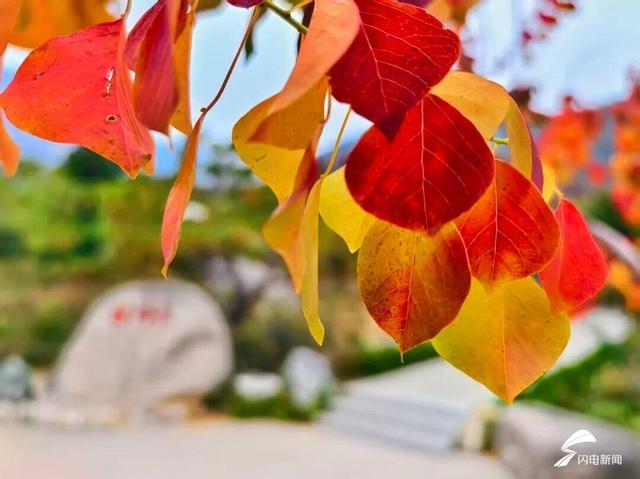 组图丨泰山天外村新植乌桕叶正红 这才是初冬该有的样子