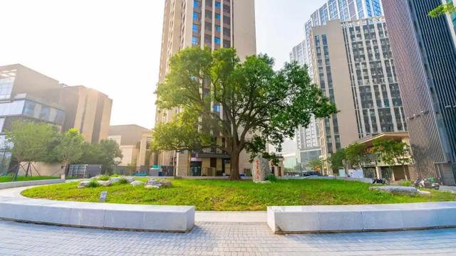 副中心首个一级古槐主题公园亮相运河畔