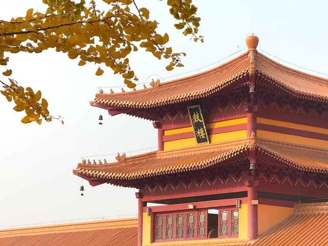 @长沙人，这份银杏观赏指南请查收！解锁初冬限定浪漫