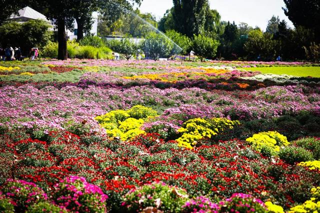 国家植物园第四届菊花展启幕 打造沉浸式秋日盛宴