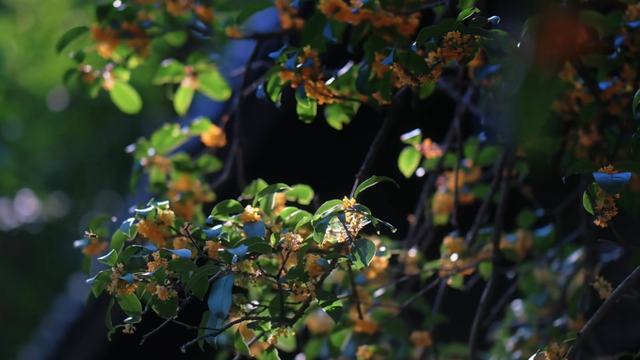 余杭“秋日恋歌”打卡地图出炉！