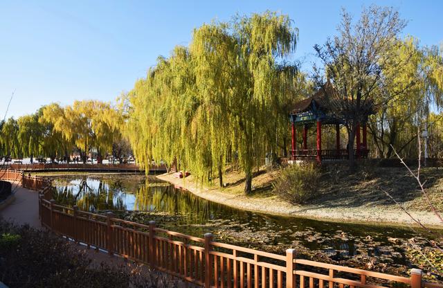 组图丨冬藏雅韵 静赏凉州植物园的温婉时光