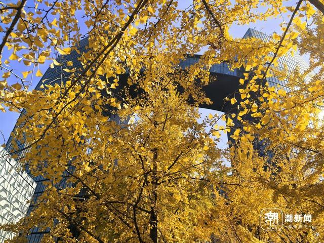 限定金色浪漫！杭州这处新晋银杏打卡点火了，坐标市民中心