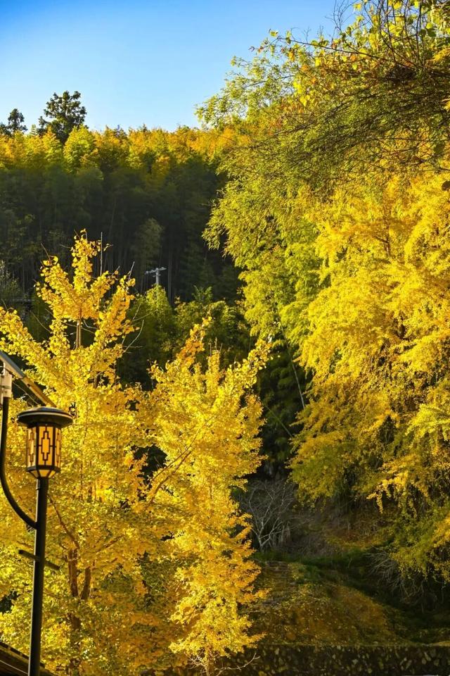 现存数量最多！赏银杏就来珠峰村