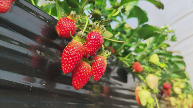 跟着“绿色青浦”，玩转白鹤草莓文化节~