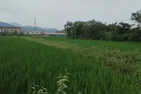 塘栖镇泰山村：整治占用耕地 绘好耕地保护新画卷图片