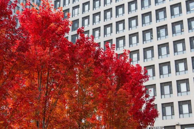 藏不住了！攒了整个秋天的北医美景，立冬前全部分享！