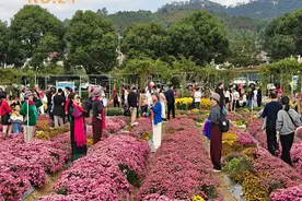 免门票！错过再等一年！沙县这片花海已到最佳观赏期图片