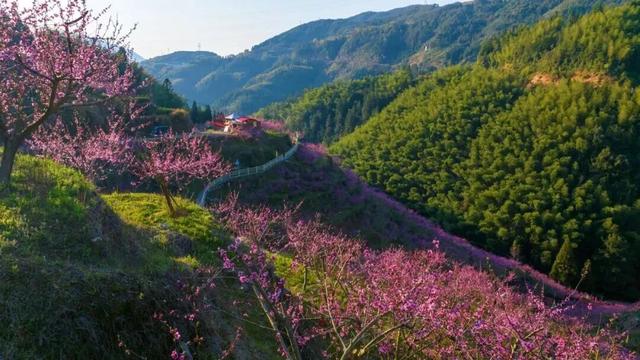 强推！3月宁德赏花自驾线！被花海包围的山海，震撼的颜值巅峰！