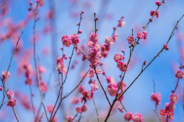 绝美！福州鼓山梅花开了！