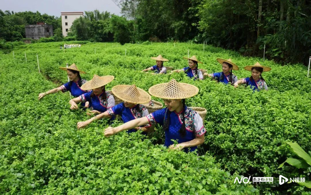 江门：凉瓜簕菜陈皮香，侨墟碉楼古韵长，网红景点客满堂