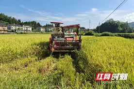 通道：沃野流金“丰景美“  机械收割“唱主角”图片
