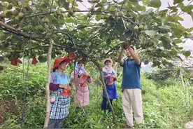 “高端智库＋乡土人才＋全链融合”助乐业猕猴桃产业“三级跳”图片
