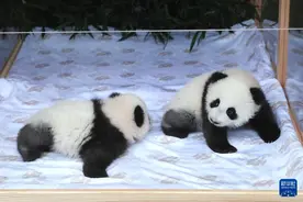 旅德大熊猫双胞胎幼崽定名“梦好”“梦甜”图片