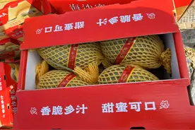 皮薄肉厚、甘甜多汁……乐东佛罗镇“西州蜜25号”蜜瓜俏销岛外图片