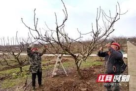 大通湖区北洲子镇：携“桃”出圈 助力乡村振兴图片