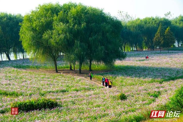 秋游时刻丨在安乡书院洲，被格桑花海和柳林清风彻底治愈了