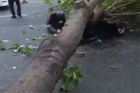 泉州市区一大树突然倒下，砸伤骑车男子，众人抬树……图片