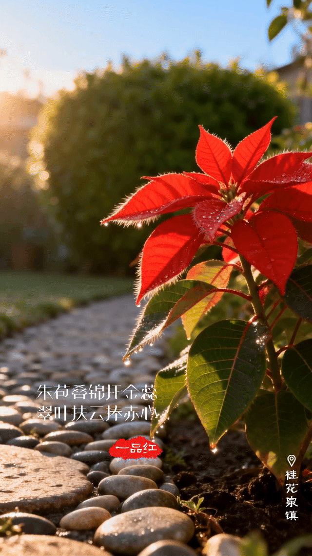 崇阳的冬天，是带着香味和颜色的