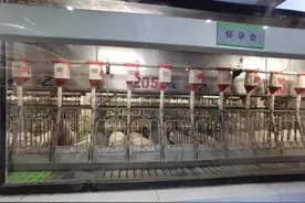 商业秘密｜起底猪饲养员高薪之谜：单人管理5000头猪，有人年薪70万图片