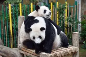 大熊猫“谊谊”“升谊”29日晚启程回国，马来西亚举行欢送仪式图片