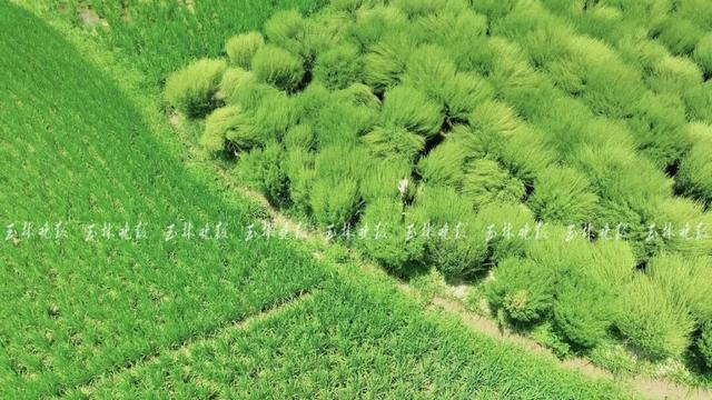 快来打卡！玉林这里藏着一片“绿野仙踪”