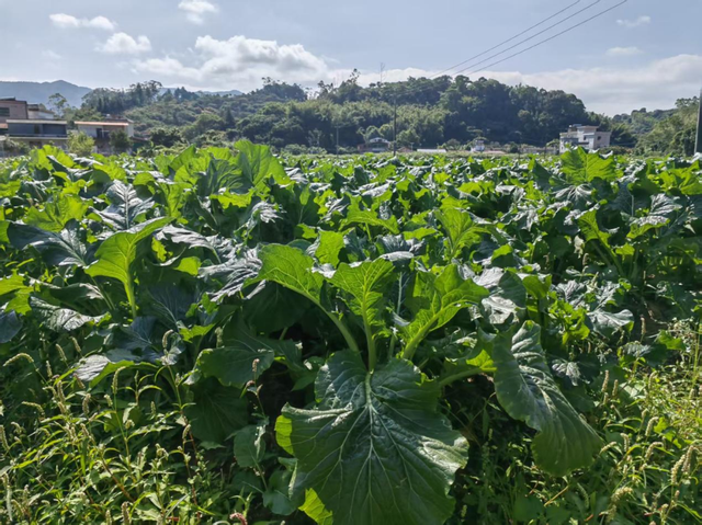 跟着村歌游增城！这个深秋，天籁乡音开启美好荔乡之旅