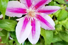 小区花园里，各色铁线莲花开正艳图片