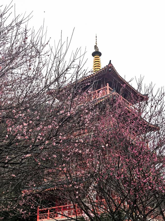 桂林的“限定浪漫”已上线！满城梅花绽放，花期持续至春节！