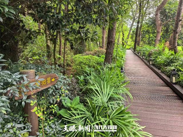 【不一样的生态游】23℃的森林间，藏着树屋下的魔法奇遇