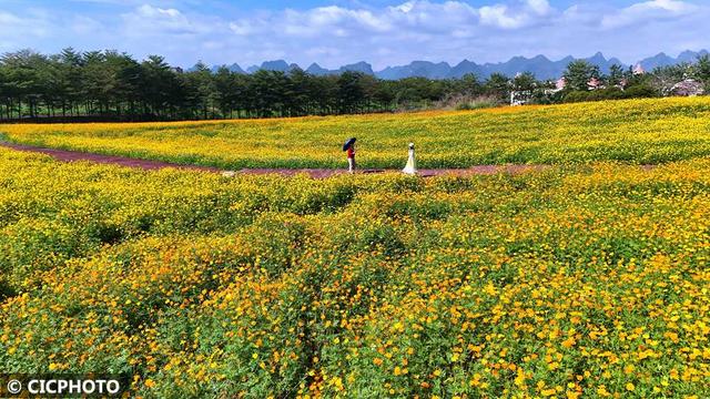 秋游花海,如行“花毯”
