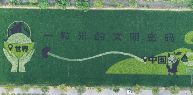 先睹为快！2025版新村稻田画“上线”