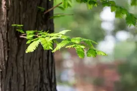 春回大地，百病生！如何预防春季多发疾病？丨上海市消保委健康消费专业办图片